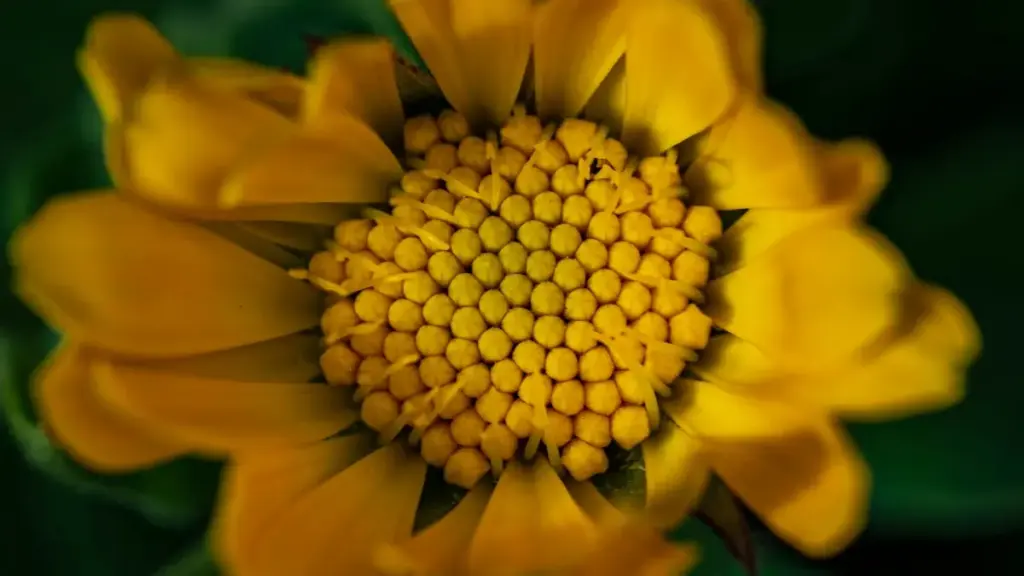 Guia prático para marcas em Angola identificarem e contratar criadores romenos no Apple Music para lançar desafios fitness liderados por criadores.