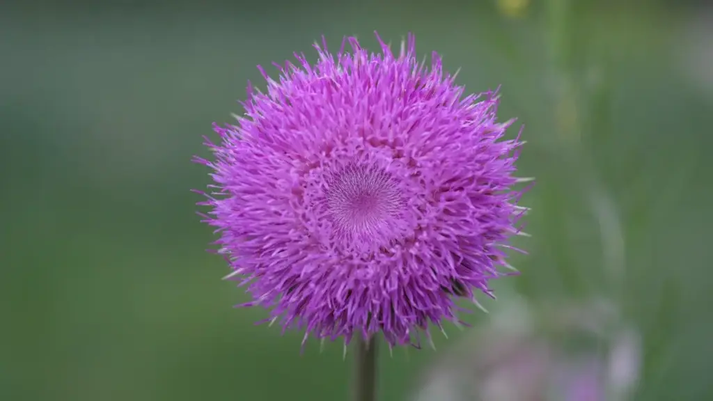 Guia prático para anunciantes em Angola sobre como identificar, avaliar e trabalhar com criadores Takatak na Argélia para transformar seguidores em compradores reais.