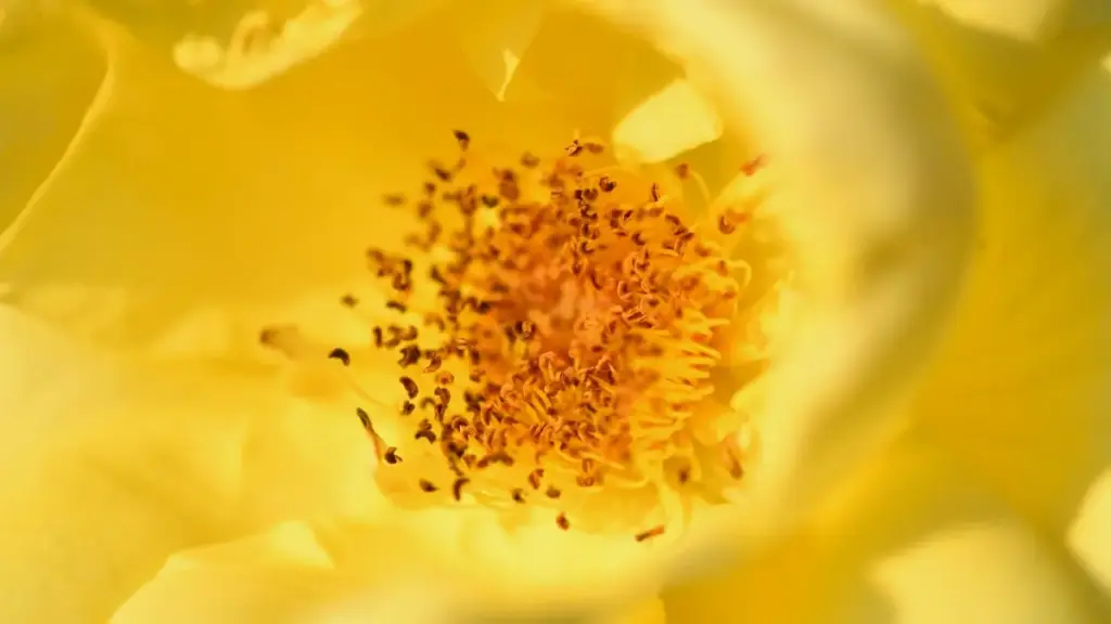 Guia prático para criadores em Angola sobre como contatar marcas argentinas via KakaoTalk e promover faixas musicais em challenges, com táticas, exemplos reais e checklist.