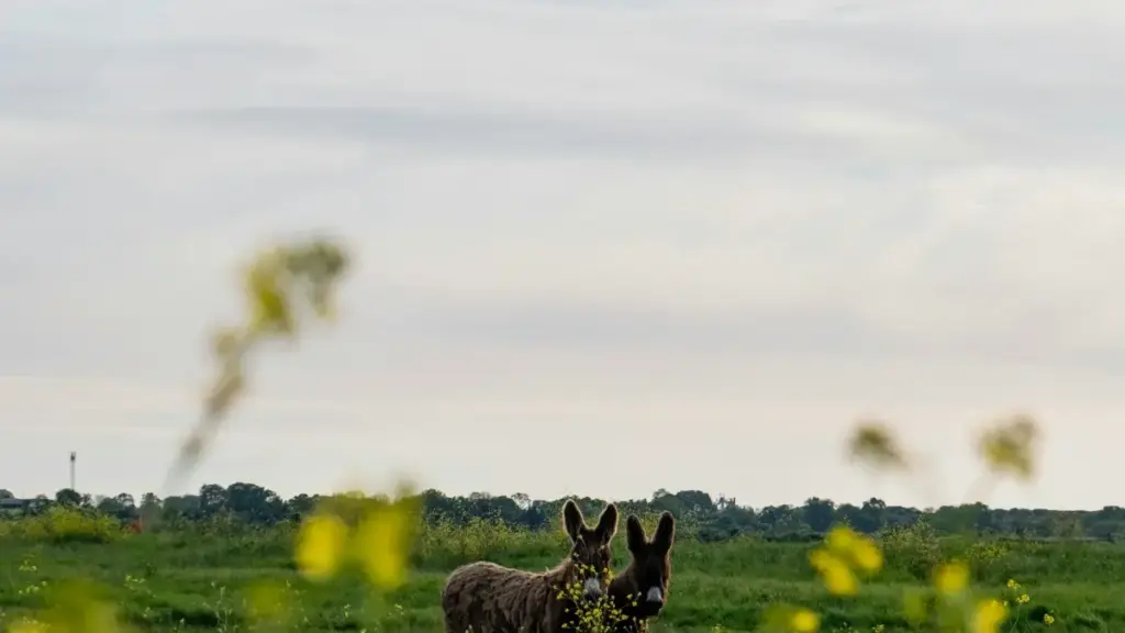 Guia prático para criadores em Angola alcançarem marcas de Myanmar no Josh e transformarem parcerias em guias de viagem vendáveis.