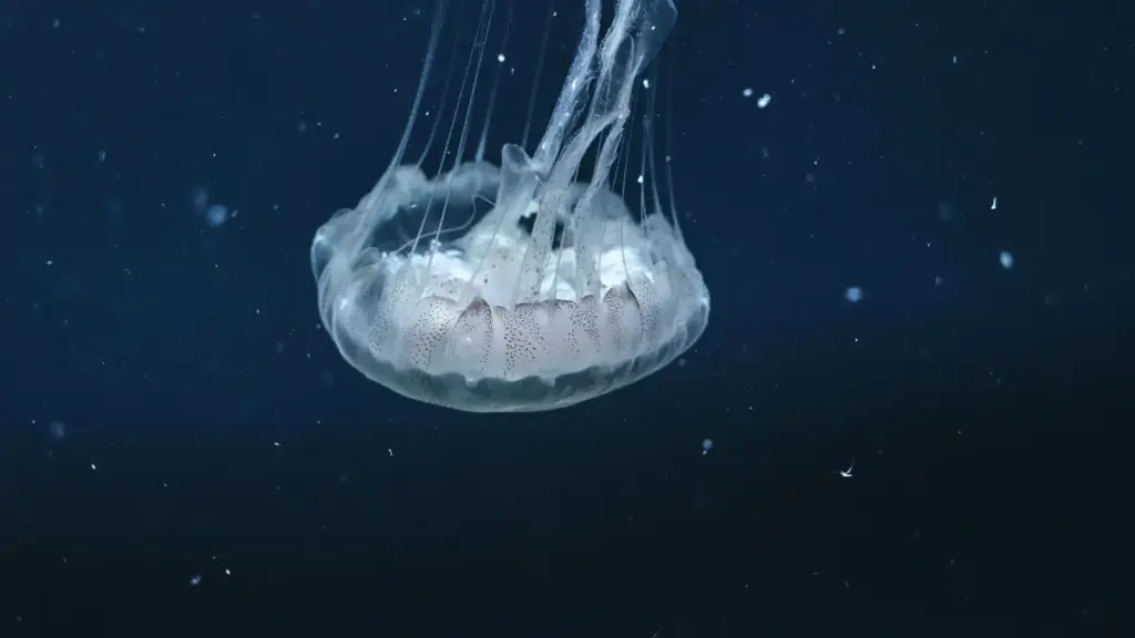 Guia prático para criadores em Angola que querem abordar marcas israelenses via Reddit e propor vídeos GRWM. Estratégias, riscos e modelos de mensagem.