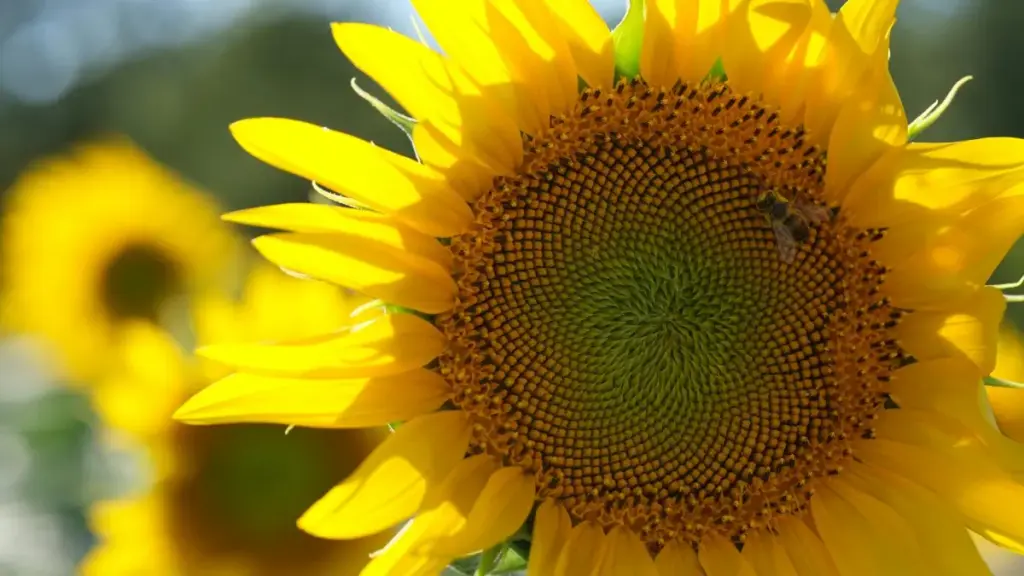 Guia prático para anunciantes em Angola sobre como identificar, avaliar e colaborar com creators húngaros no Twitter (X) para aumentar envolvimento social.