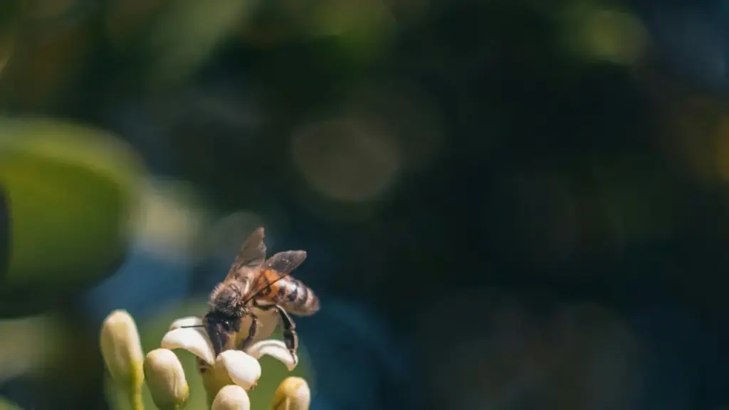 Guia prático para marcas de clean beauty em Angola: como identificar e contratar creators espanhóis na Amazon para aumentar visibilidade e vendas.
