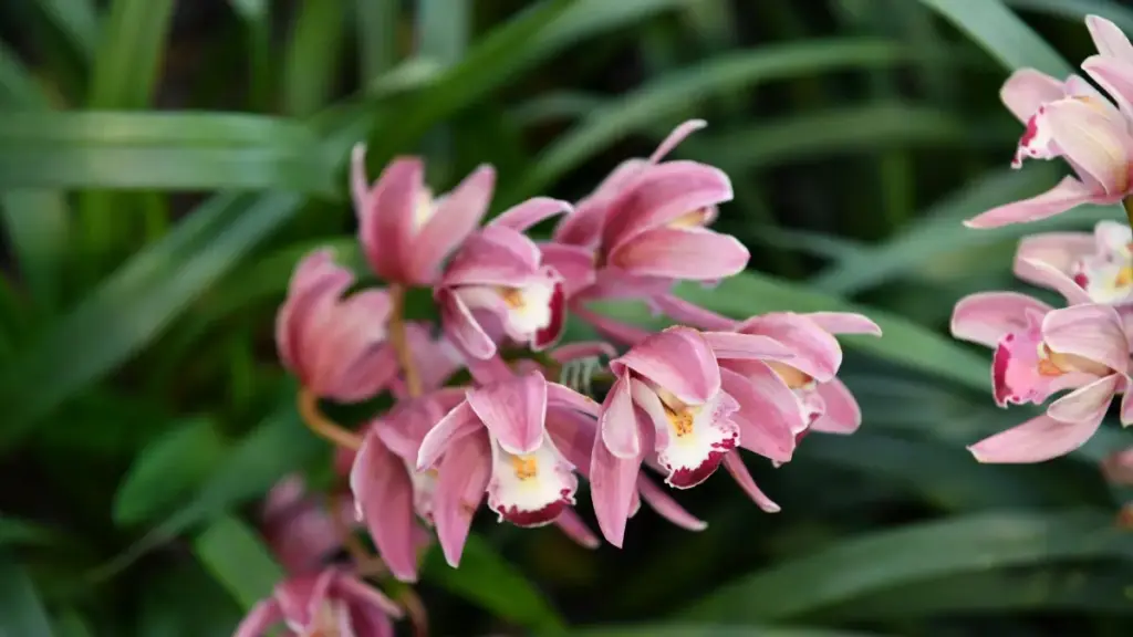 Guia prático para anunciantes em Angola sobre como identificar e contratar criadores da Irlanda no Shopee que geram reviews autênticos e resultados reais.