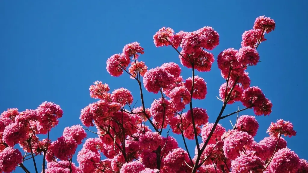 Guia prático para anunciantes em Angola que querem identificar criadores da Tanzânia no Xiaohongshu e lançar campanhas de product seeding com creators.