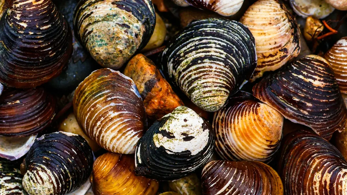 Marqueteiros angolanos: achar criadores Josh dos EUA para iniciativas sociais