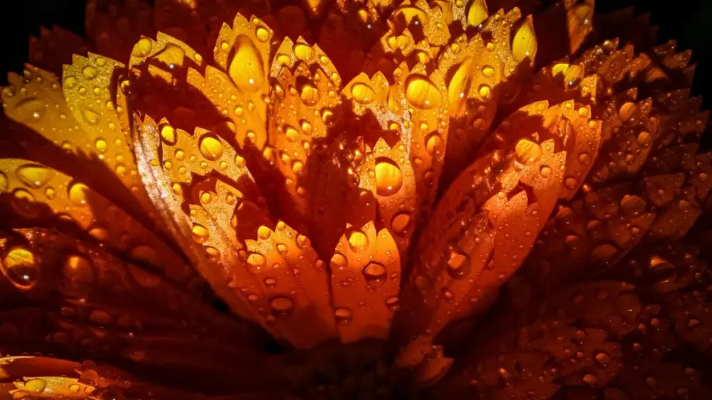 Guia prático para criadores em Angola: passos concretos para contactar marcas da Arménia no Moj e apresentar benefícios do produto com clareza e confiança.