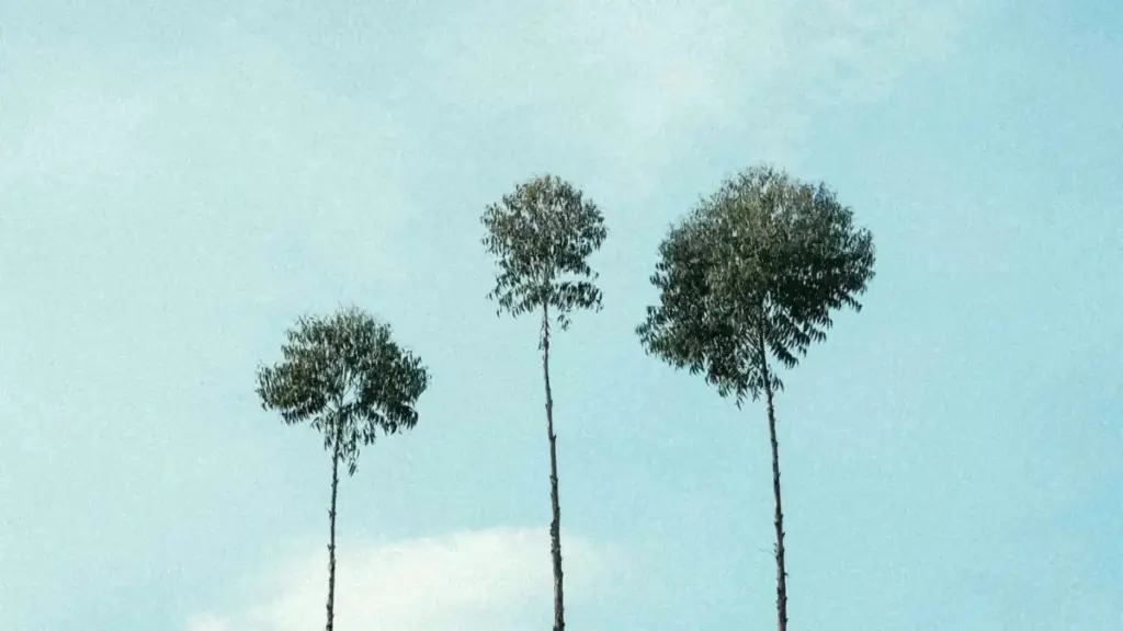 Guia prático para criadores angolanos sobre como localizar, abordar e colaborar com marcas de Myanmar na Shopee para vídeos de wardrobe haul.