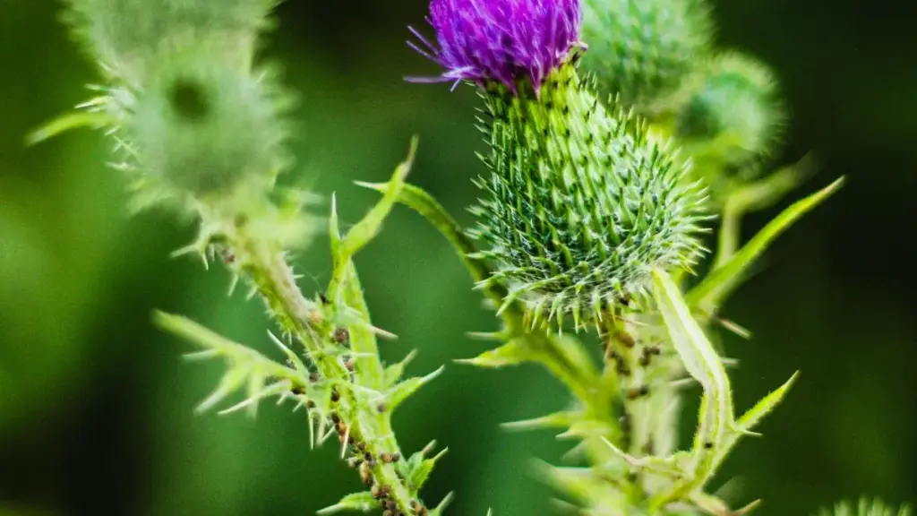 Guia prático para anunciantes em Angola: como identificar, avaliar e converter seguidores de criadores Moj do Azerbaijão em compradores reais.