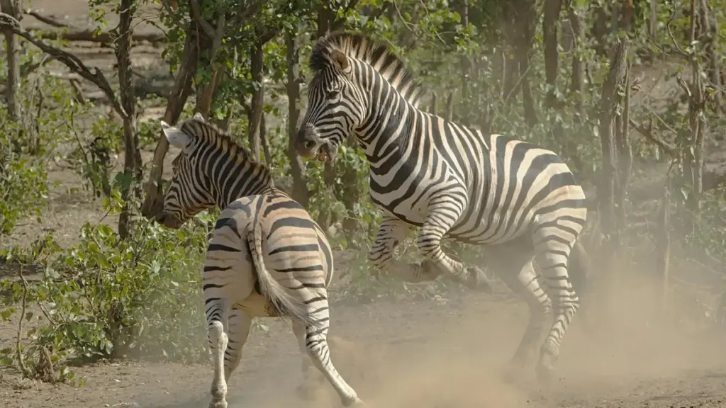 Guia prático para criadores em Angola que querem contactar marcas da República Checa via ShareChat e criar buzz eficaz em lançamentos de produto.