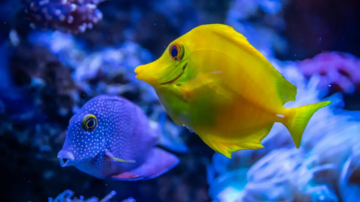Marqueteiros angolanos: achar criadores Argentina no Pinterest e transformar cliques em leads