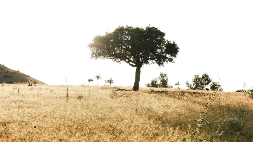 Guia prático para criadores em Angola sobre como achar, contactar e transformar marcas japonesas no eBay em conteúdo de seguimento que engaja fãs.