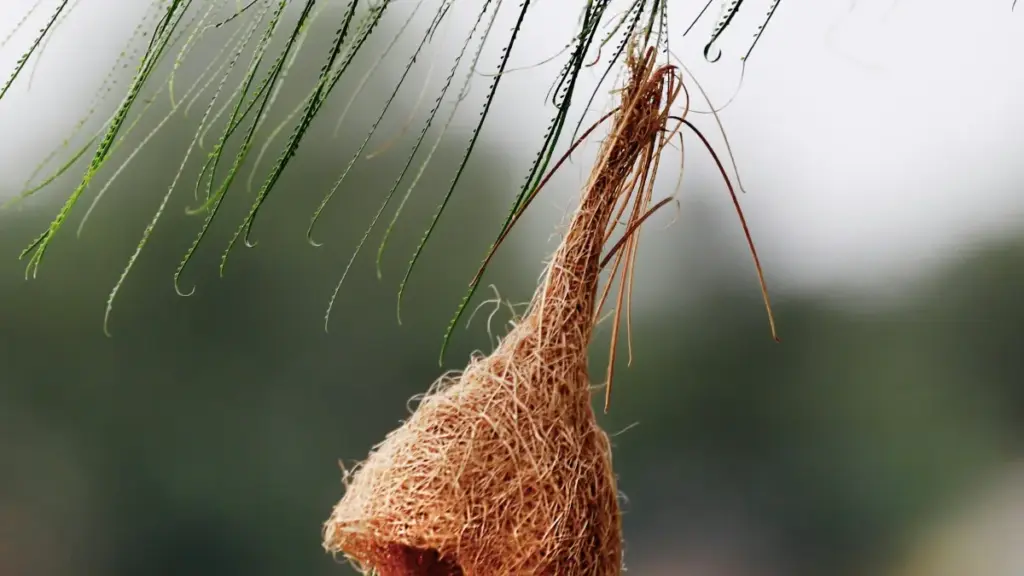 Guia prático para criadores em Angola sobre como alcançar marcas da Sérvia no Bilibili e fechar unboxings, com tácticas, contactos e checklist.