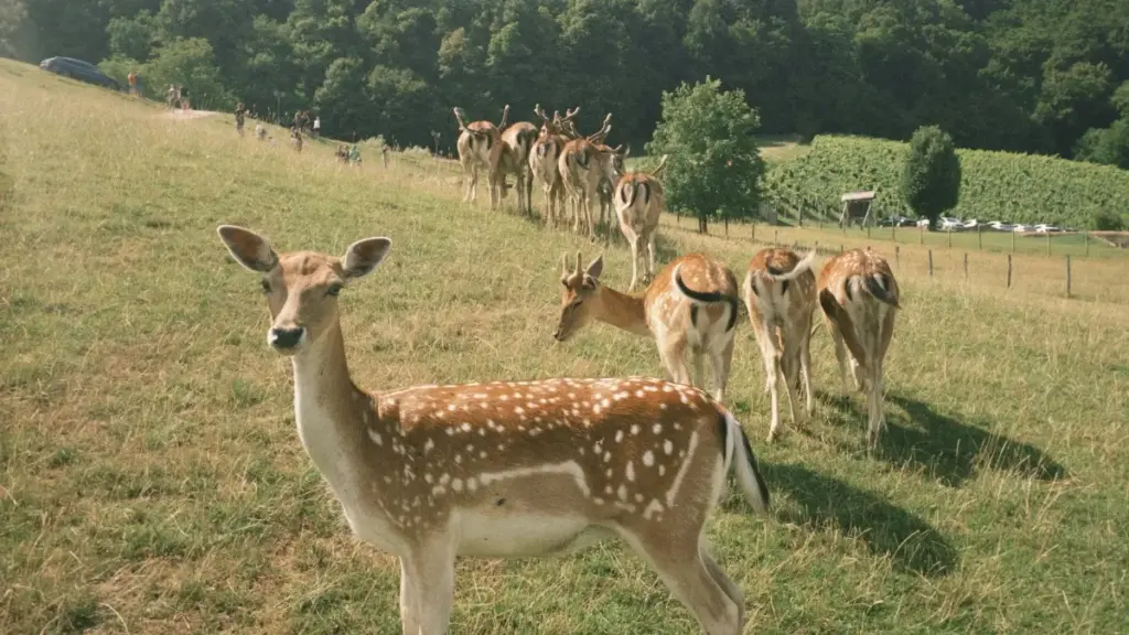 Guia prático para criadores angolanos: como achar, abordar e negociar com marcas vietnamitas na Shopee para vídeos de unboxing.