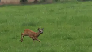 Guia prático para criadores em Angola sobre como contactar marcas do Nepal no Roposo e comunicar benefícios de produto com clareza, com tácticas, erros comuns e exemplos.