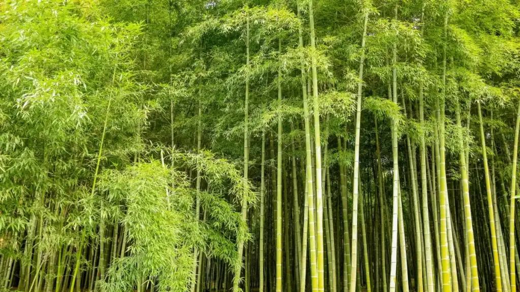 Aprende a encontrar creators na Noruega, cruzar sinais de audiência e fechar colaborações mais certeiras para campanhas de unboxing que puxam atenção e vendas.