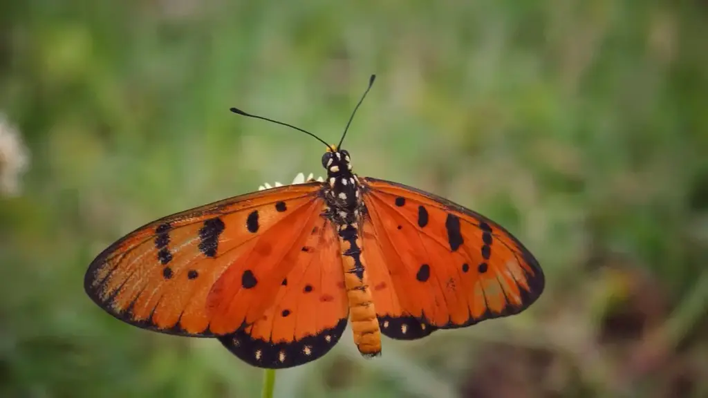 Guia prático para anunciantes em Angola que querem colaborar com criadores mexicanos no Reddit em campanhas de unboxing virais, com táticas, ferramentas e riscos.