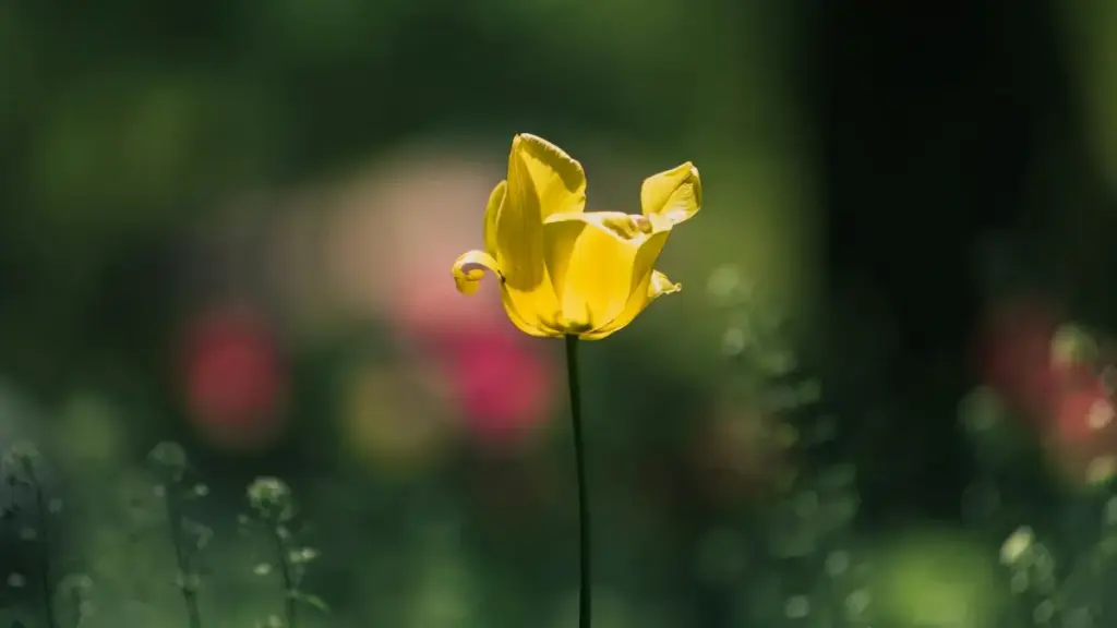 Aprende a chegar marcas da Tanzânia no TikTok, puxar conversa sem parecer spam e montar cross-promo com jeito, dados e proposta que vende.